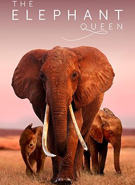 The Elephant Queen